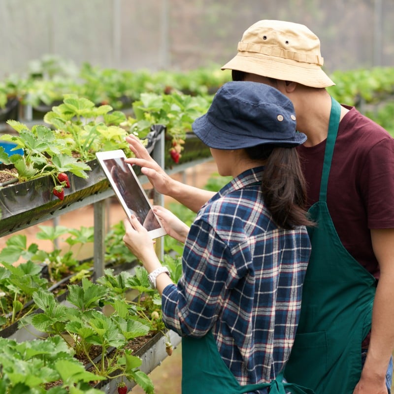 Enabling Data-Driven, Sustainable Farming with Microsoft Azure Solutions